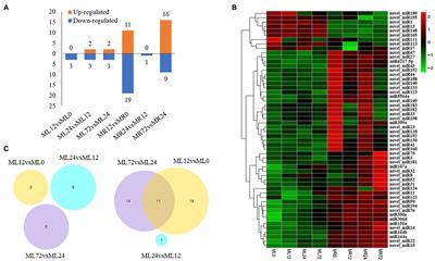 MicroRNA-Mediated Responses to Chromium Stress Provide Insight Into Tolerance Characteristics of Miscanthus sinensis